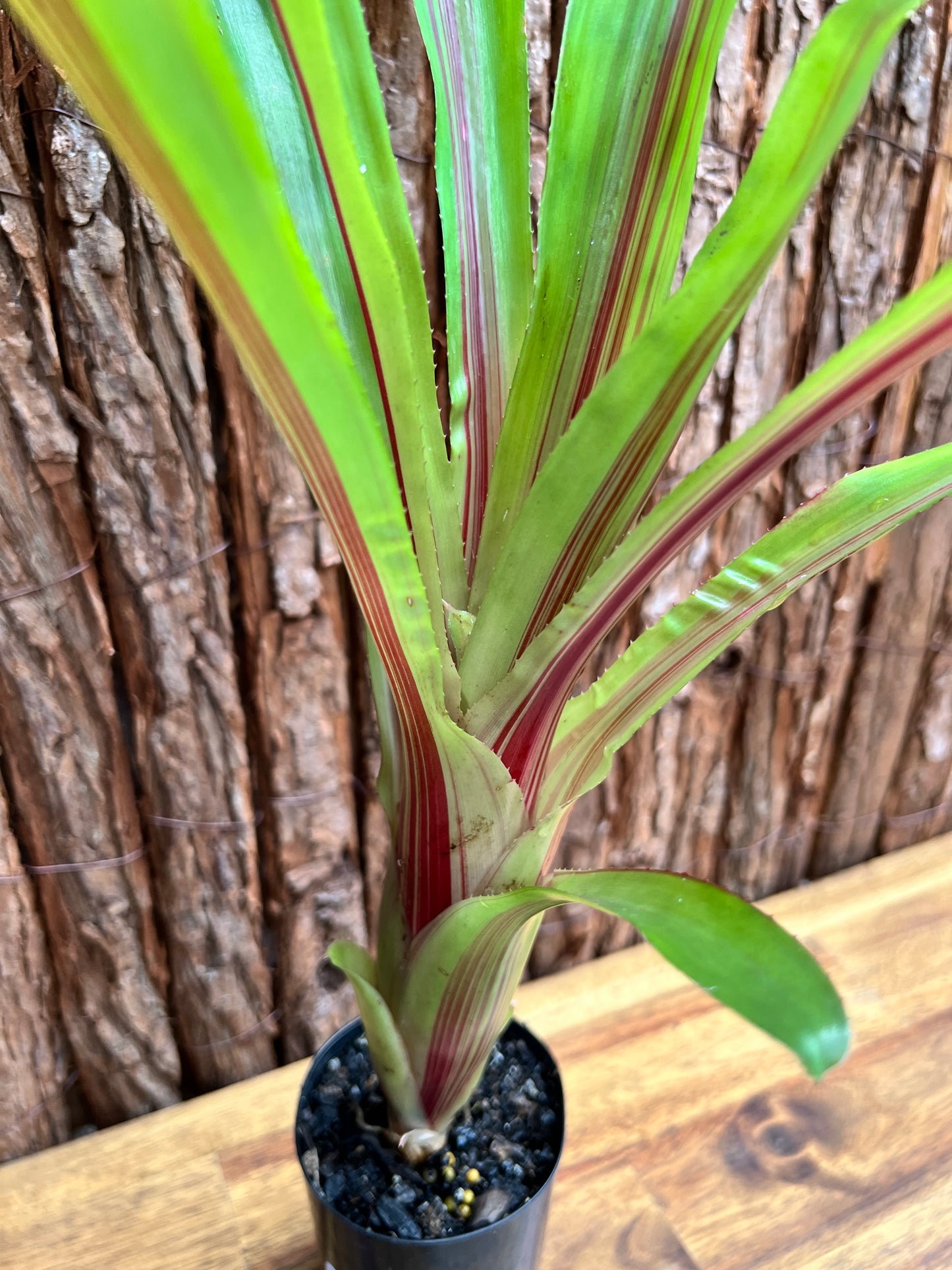 Bromeliad Aechmea Red Ribbon