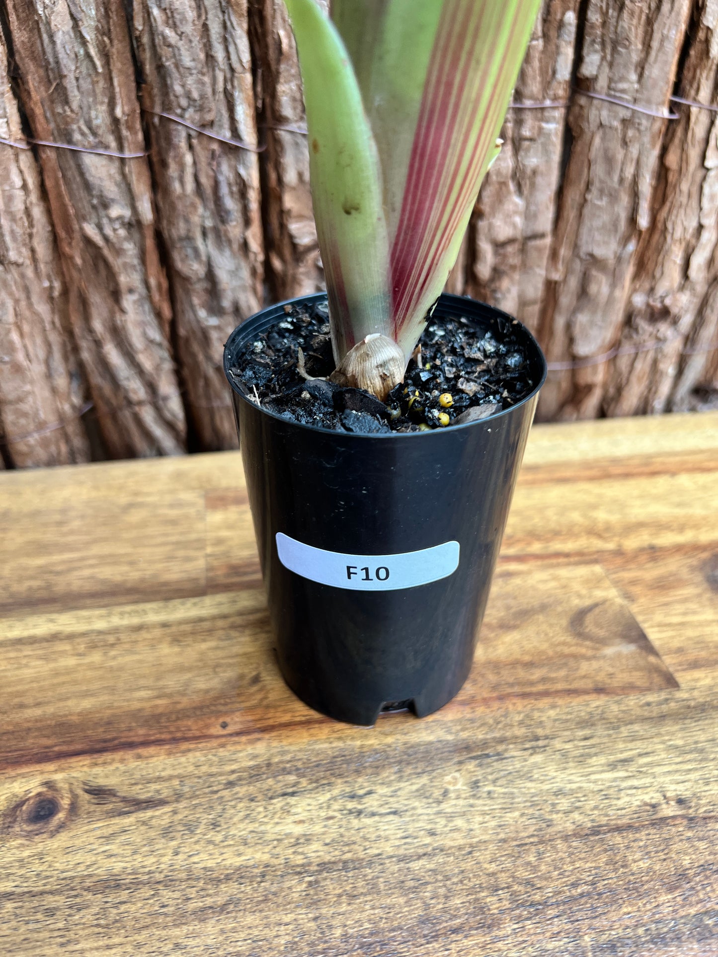 Bromeliad Aechmea Red Ribbon