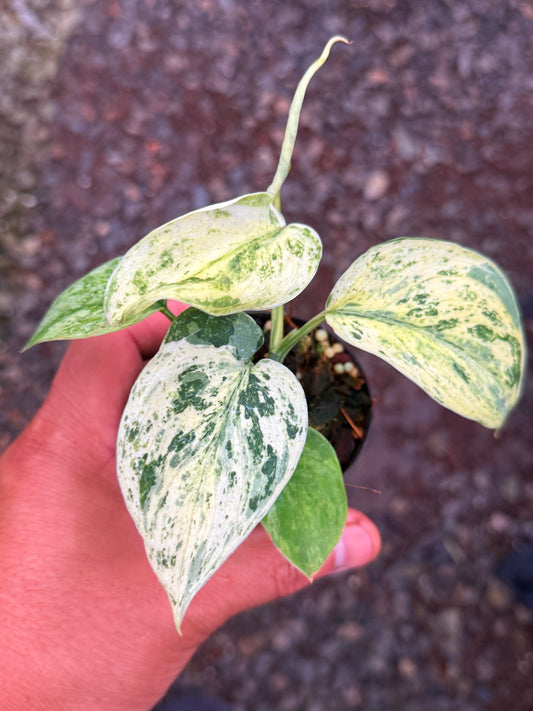 Scindapsus pictus 'Jade Satin White Mint' Q35