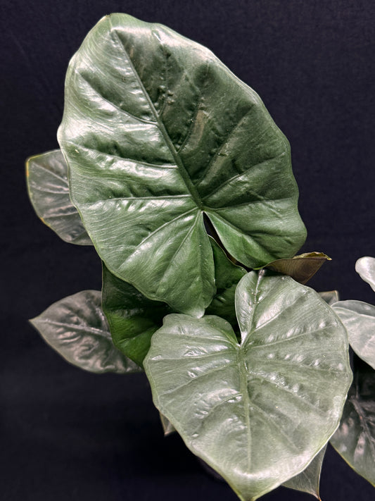 Alocasia Nigra H21