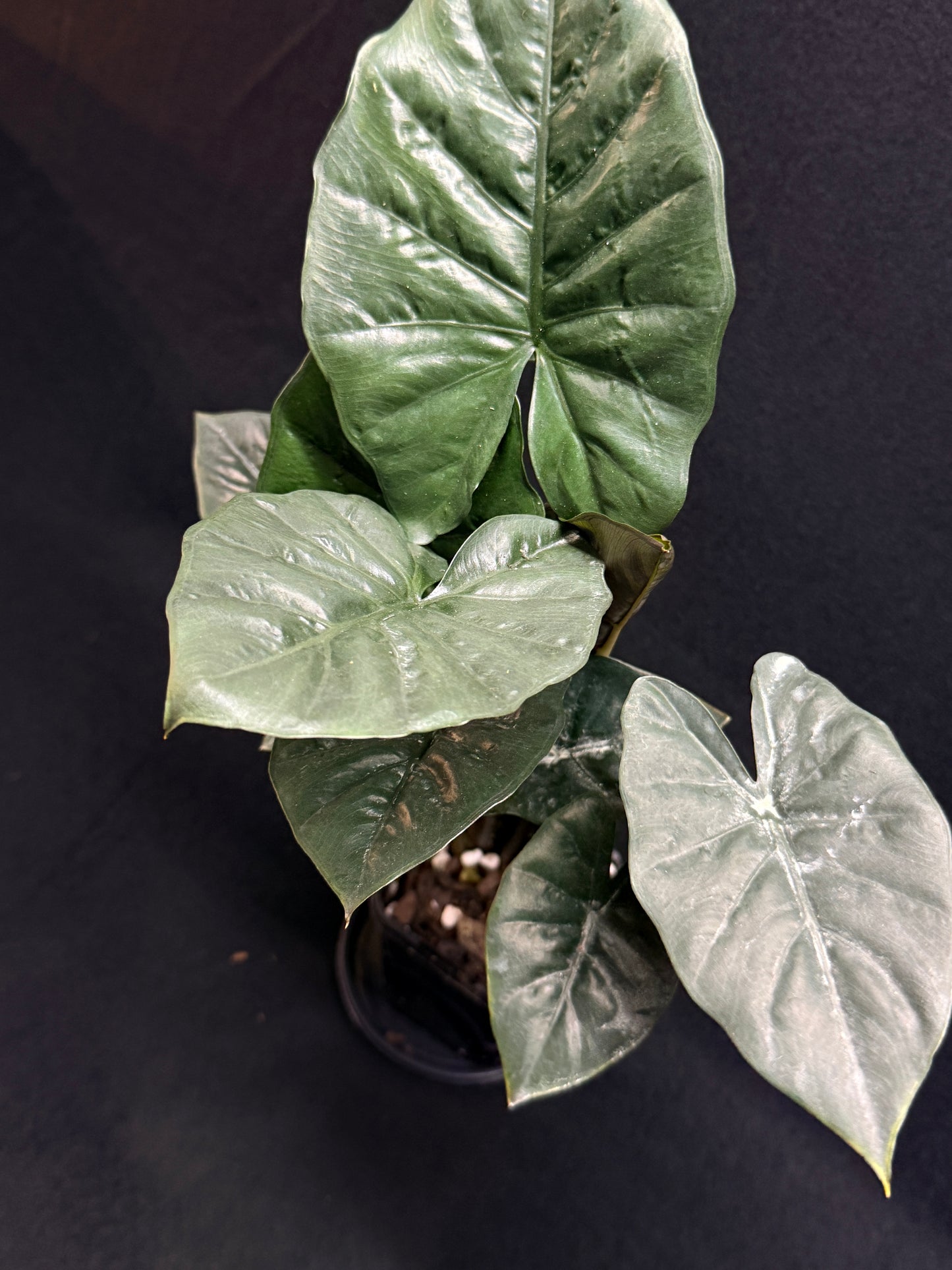 Alocasia Nigra H21