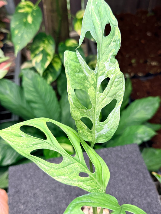 Monstera Adansonii Mint Variegated (Indonesian form) N11