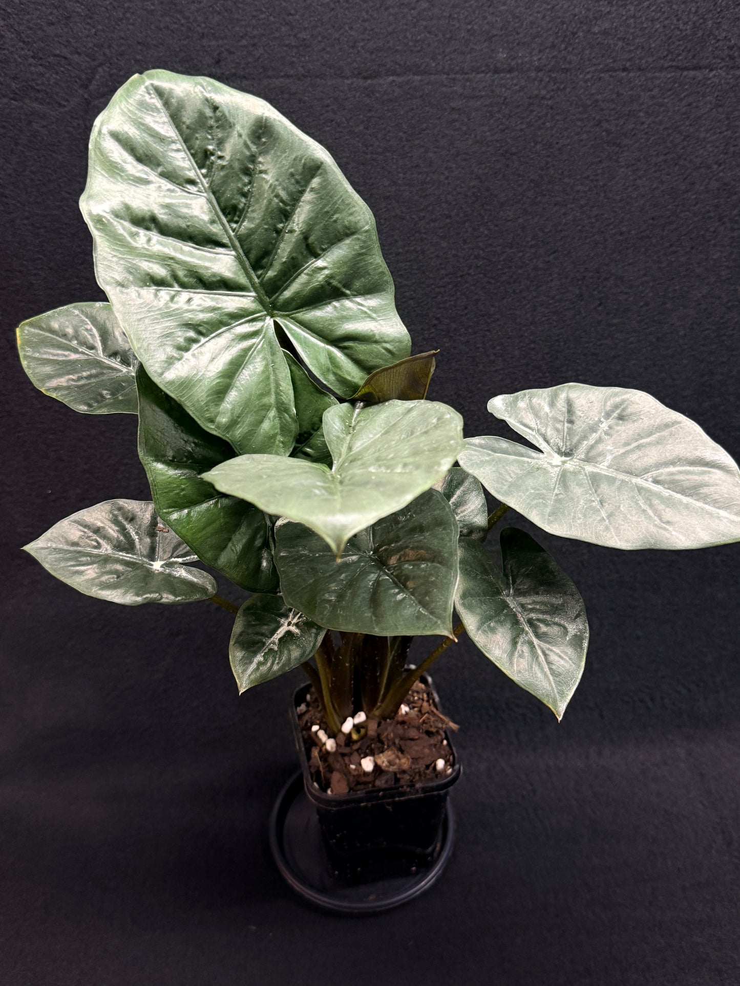 Alocasia Nigra H21