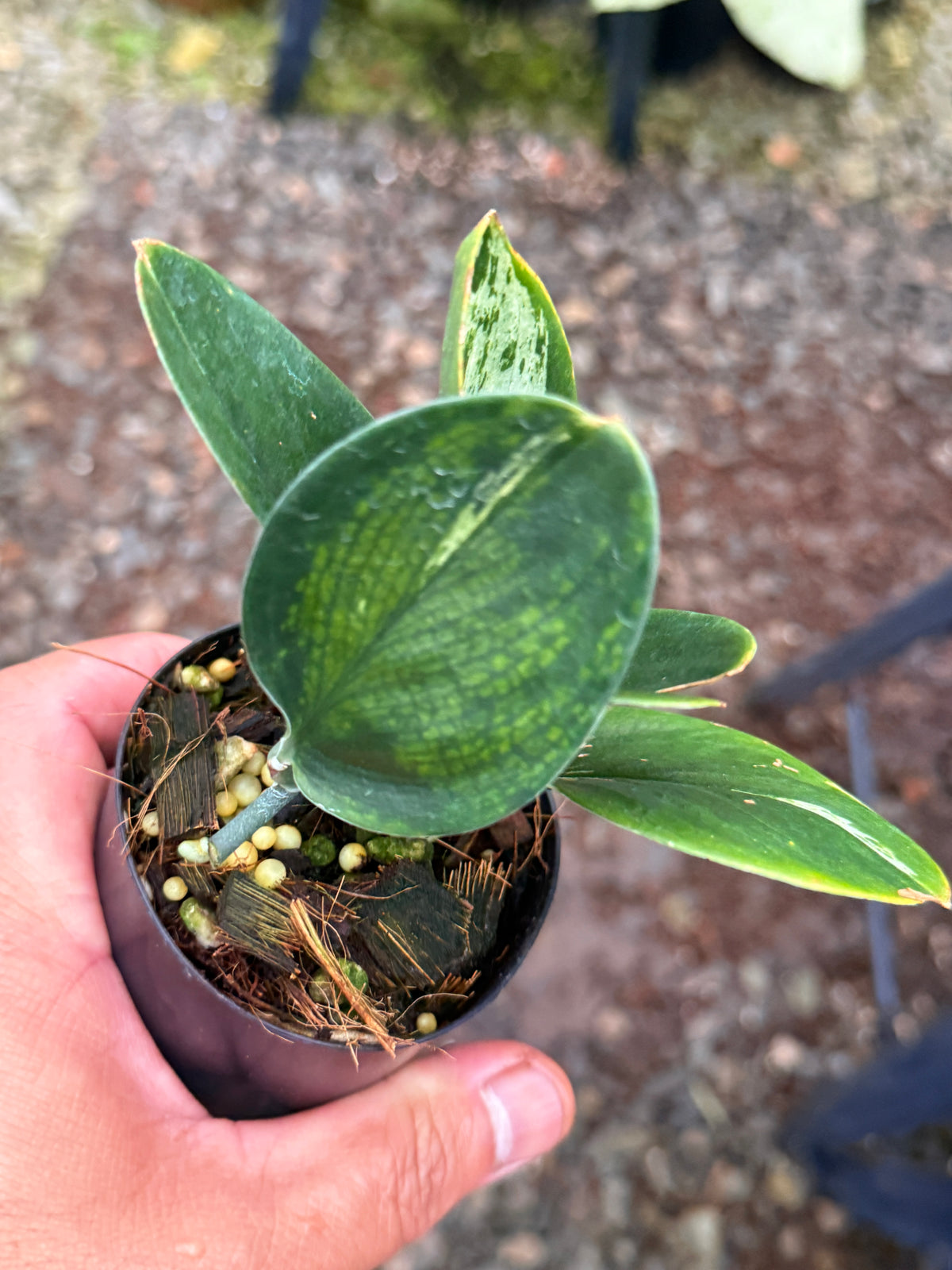 Scindapsus treubii 'Dark Variegation' Q36