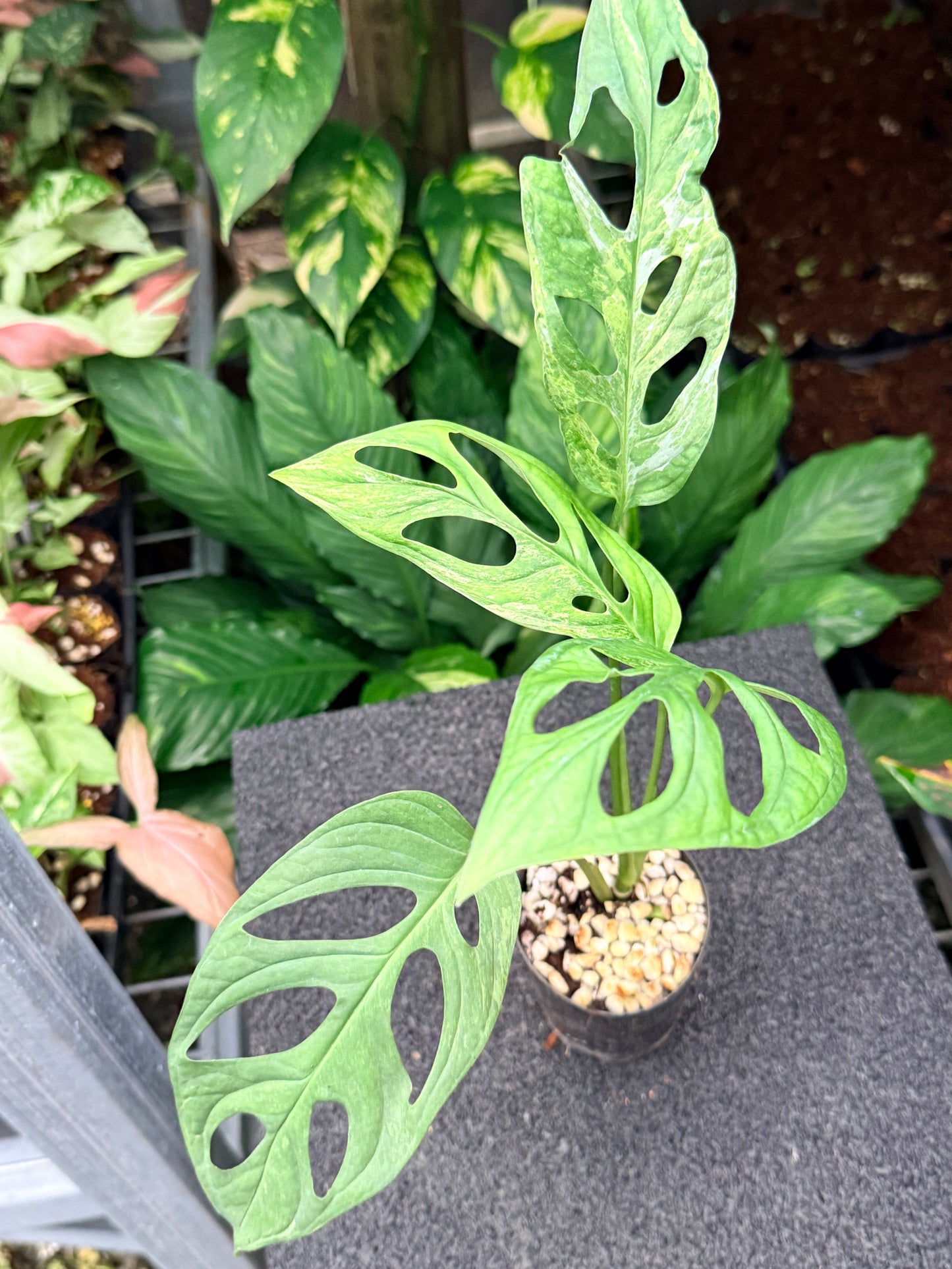 Monstera Adansonii Mint Variegated (Indonesian form) N11