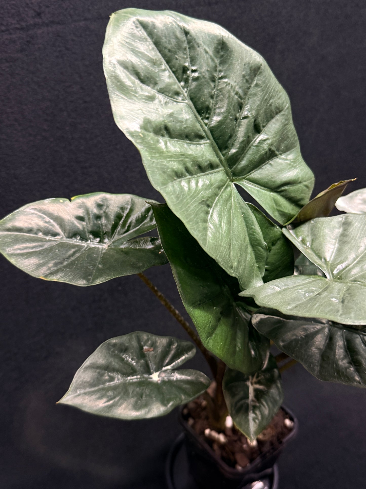 Alocasia Nigra H21
