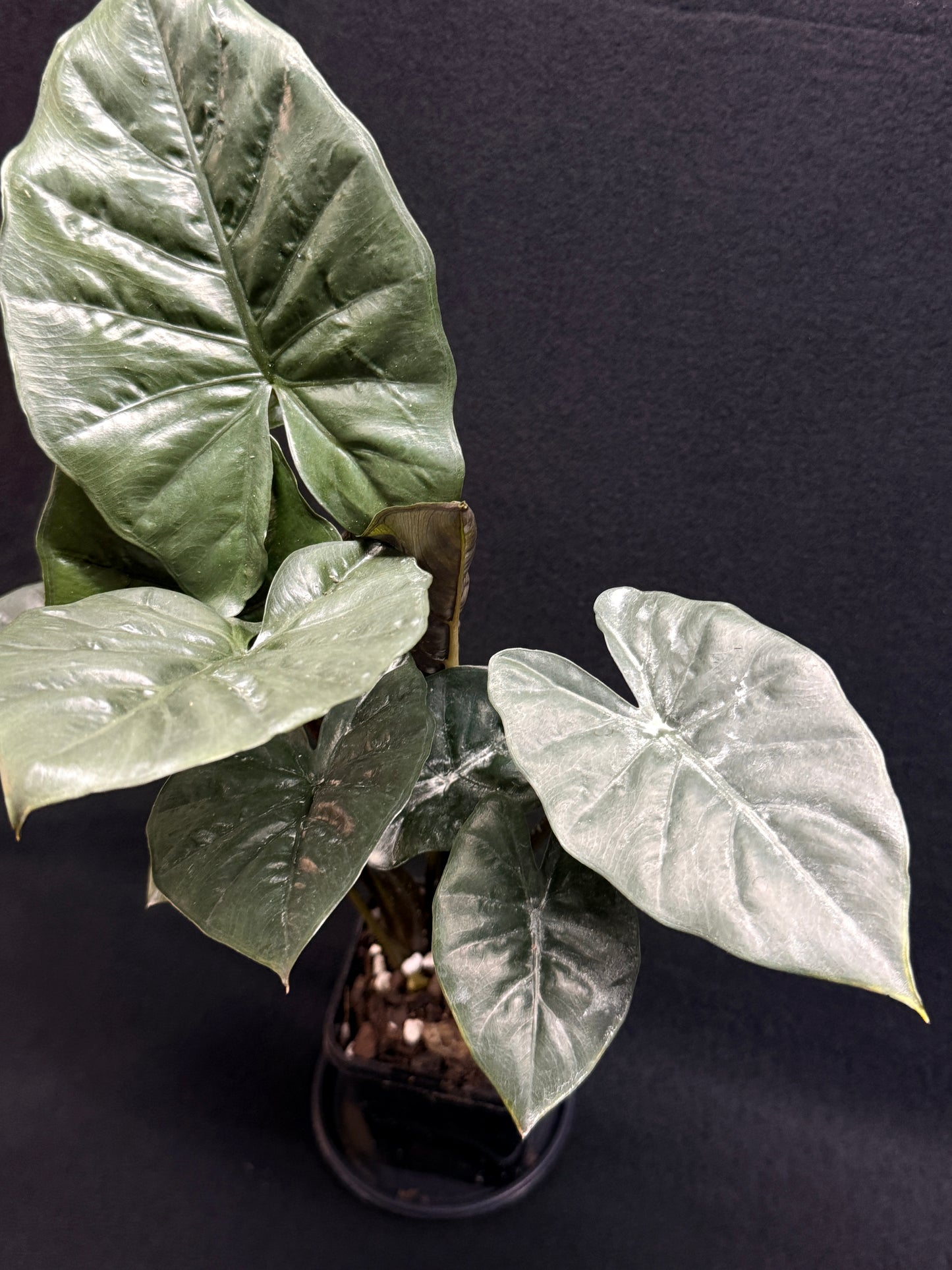 Alocasia Nigra H21