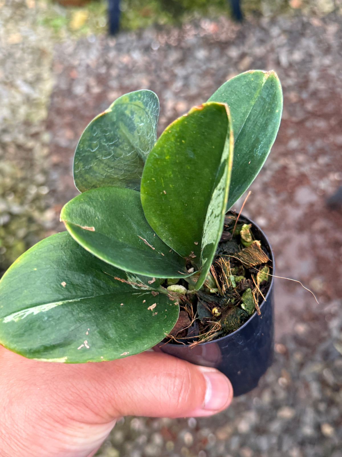 Scindapsus treubii 'Dark Variegation' Q36