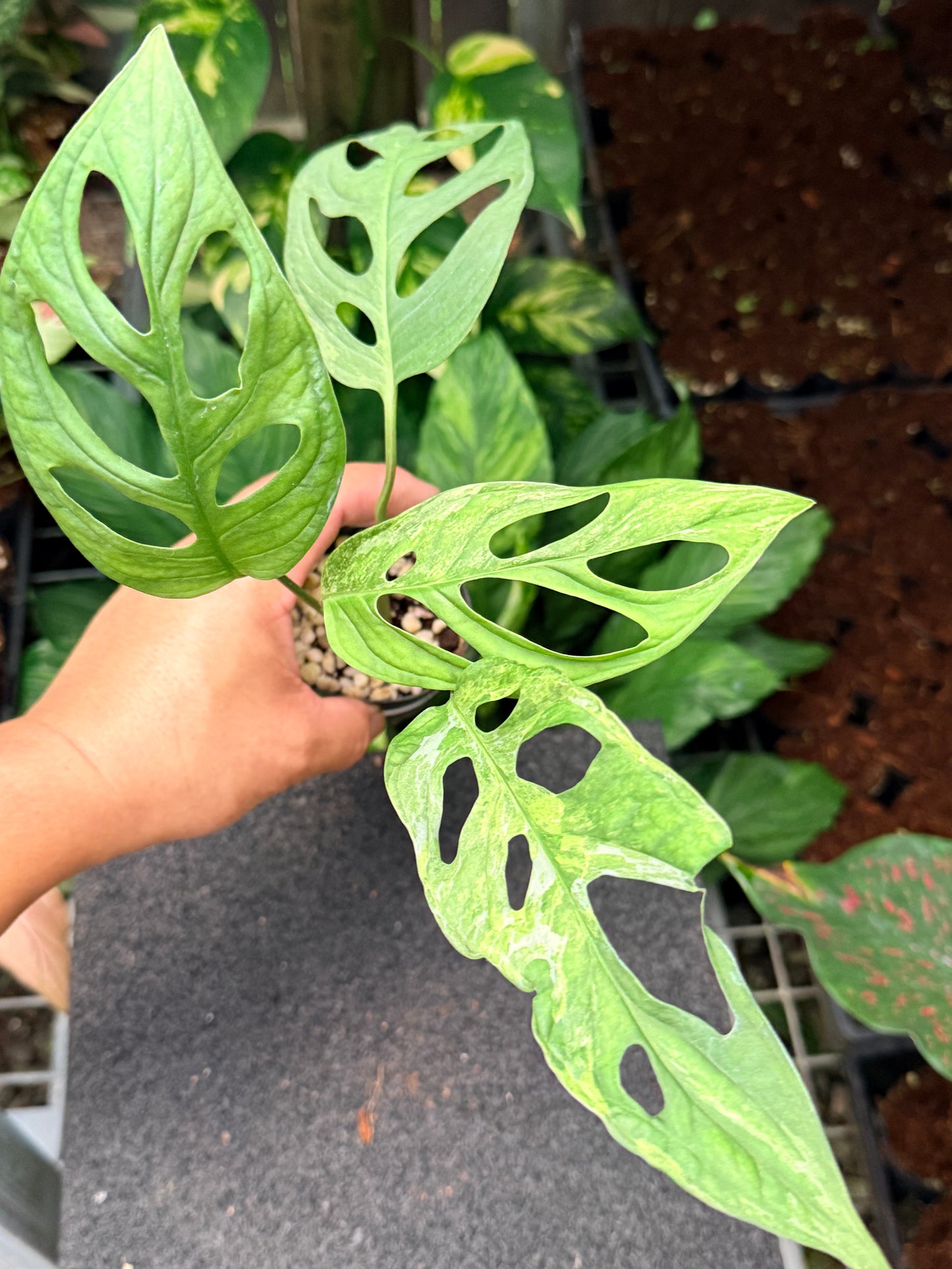 Monstera Adansonii Mint Variegated (Indonesian form) N11