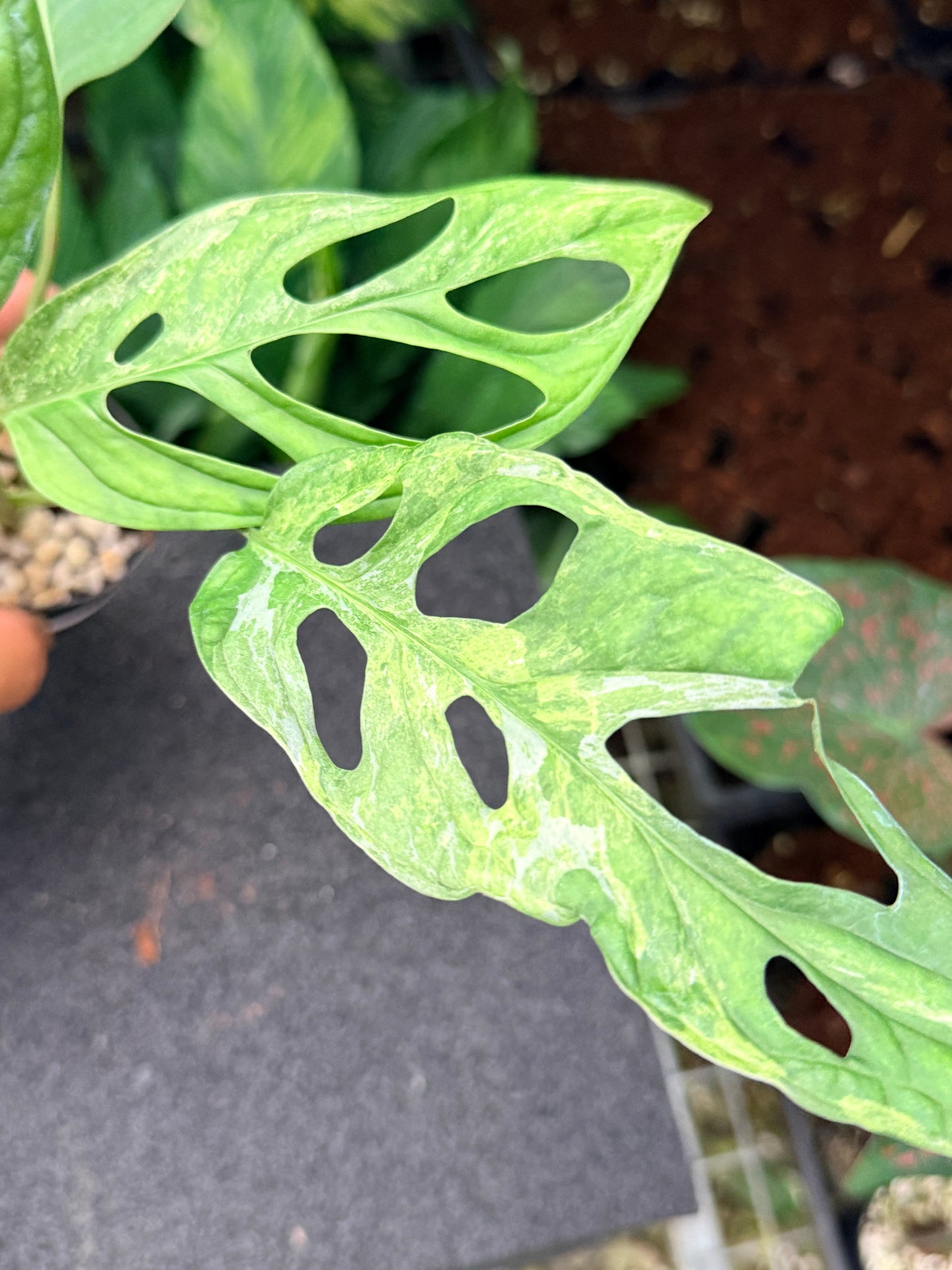 Monstera Adansonii Mint Variegated (Indonesian form) N11