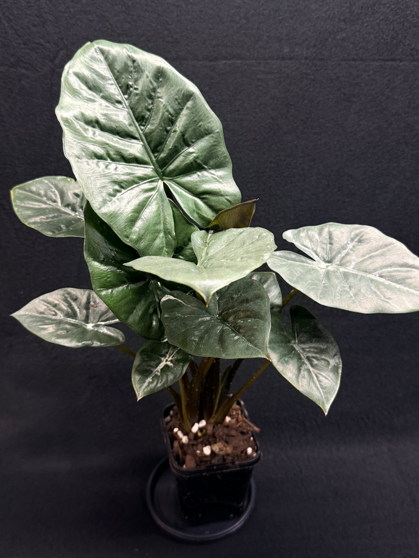 Alocasia Nigra H21