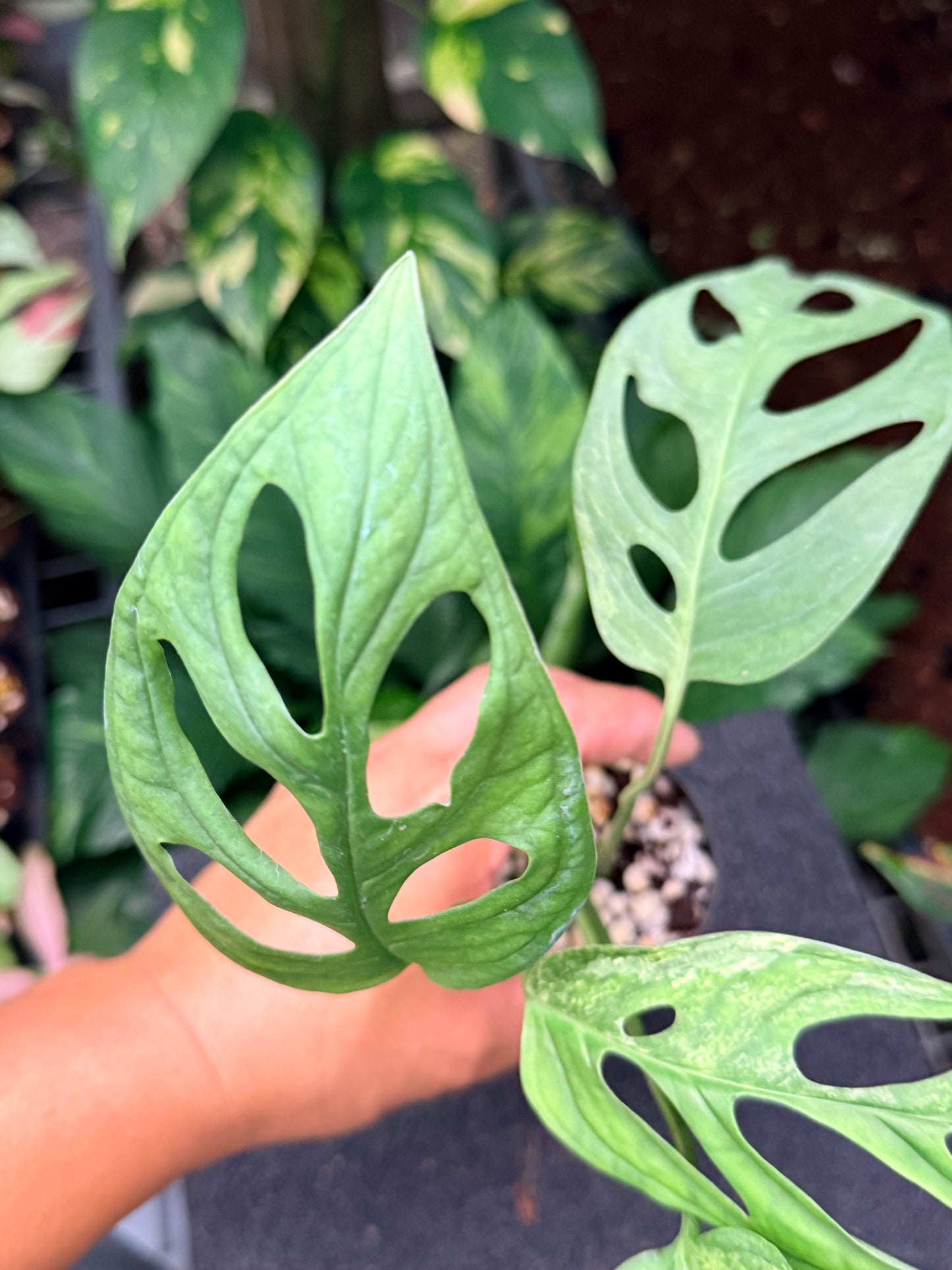 Monstera Adansonii Mint Variegated (Indonesian form) N11