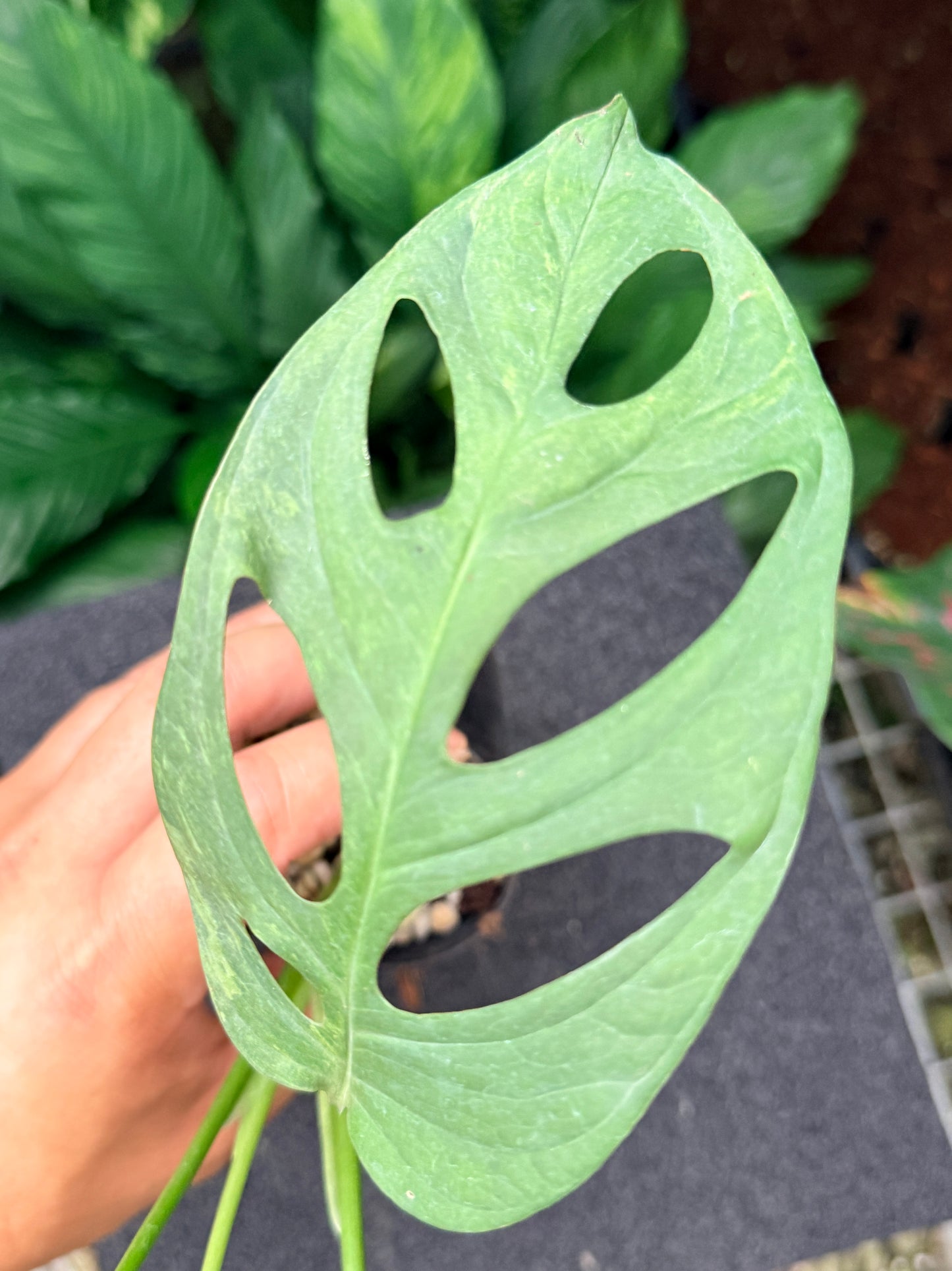 Monstera Adansonii Mint Variegated (Indonesian form) N11