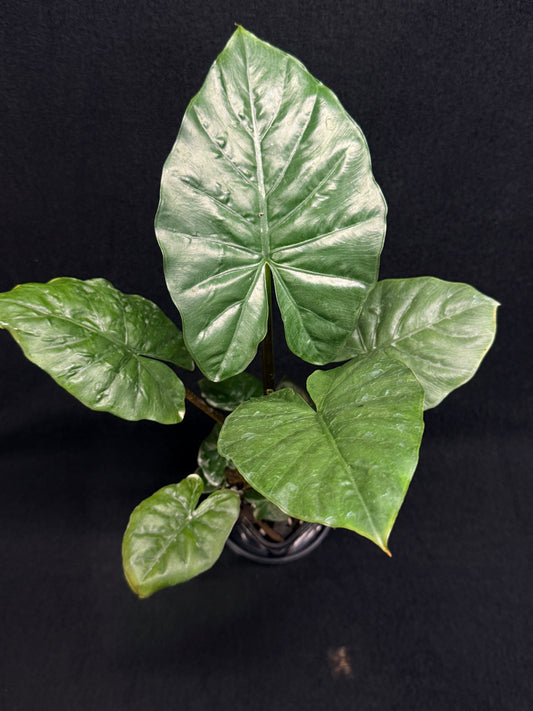 Alocasia Nigra H22