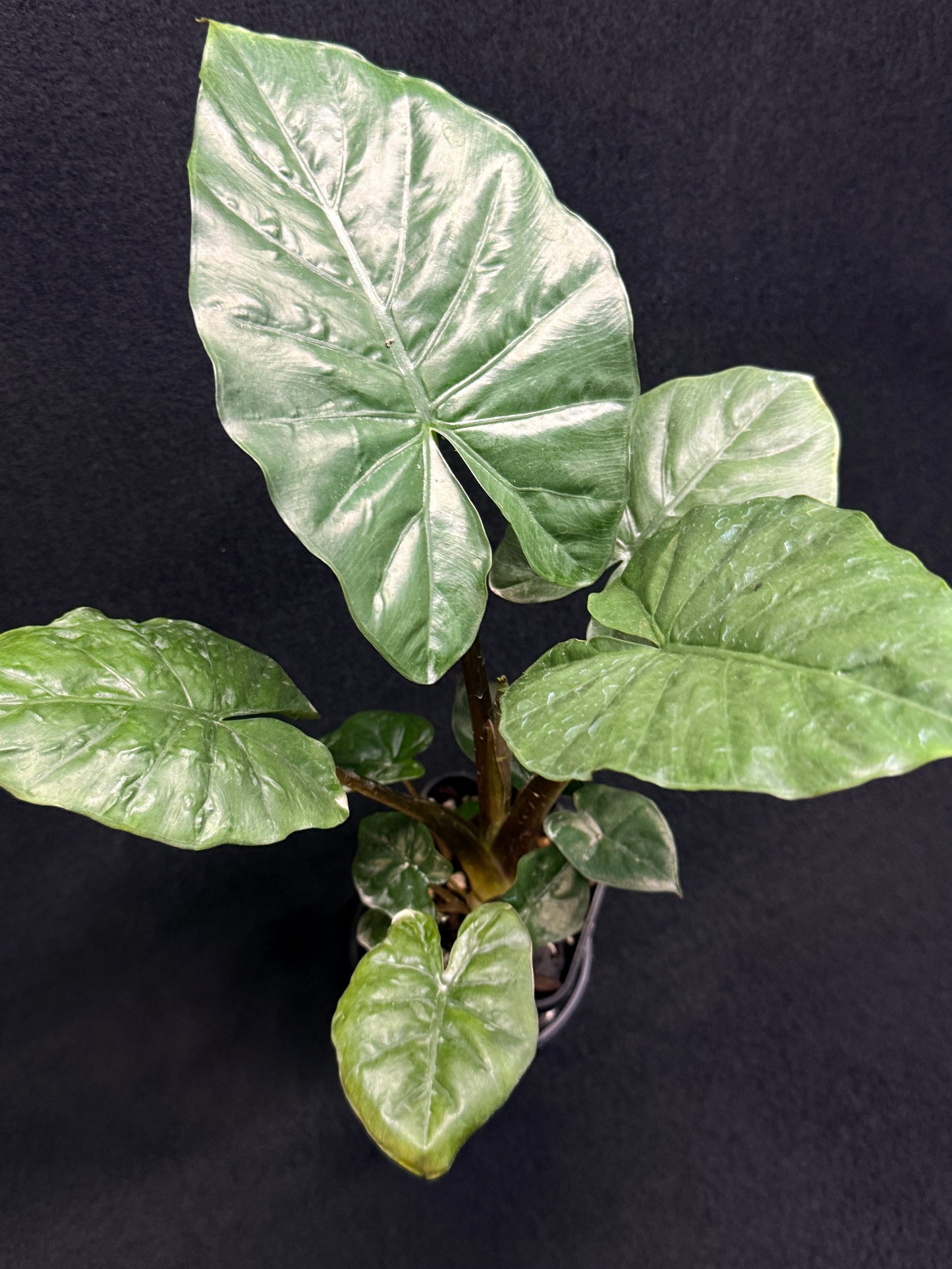 Alocasia Nigra H22
