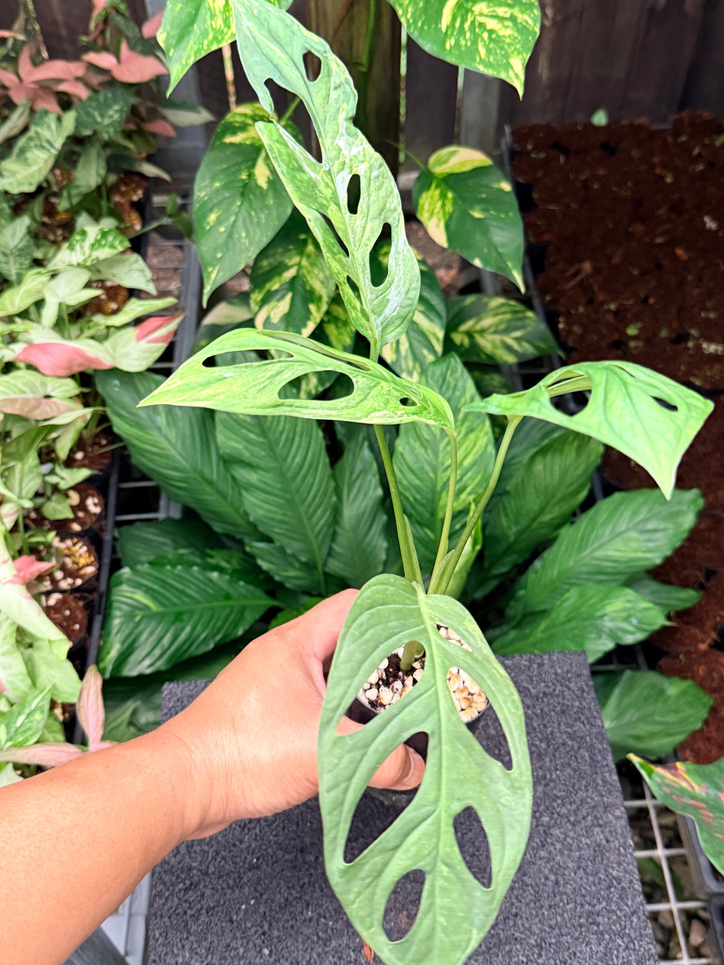 Monstera Adansonii Mint Variegated (Indonesian form) N11