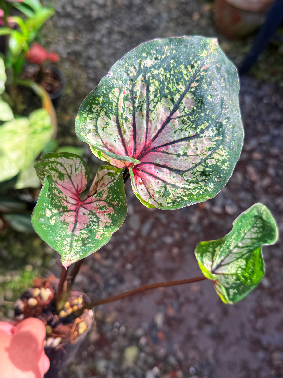 Caladium Hybrid T42