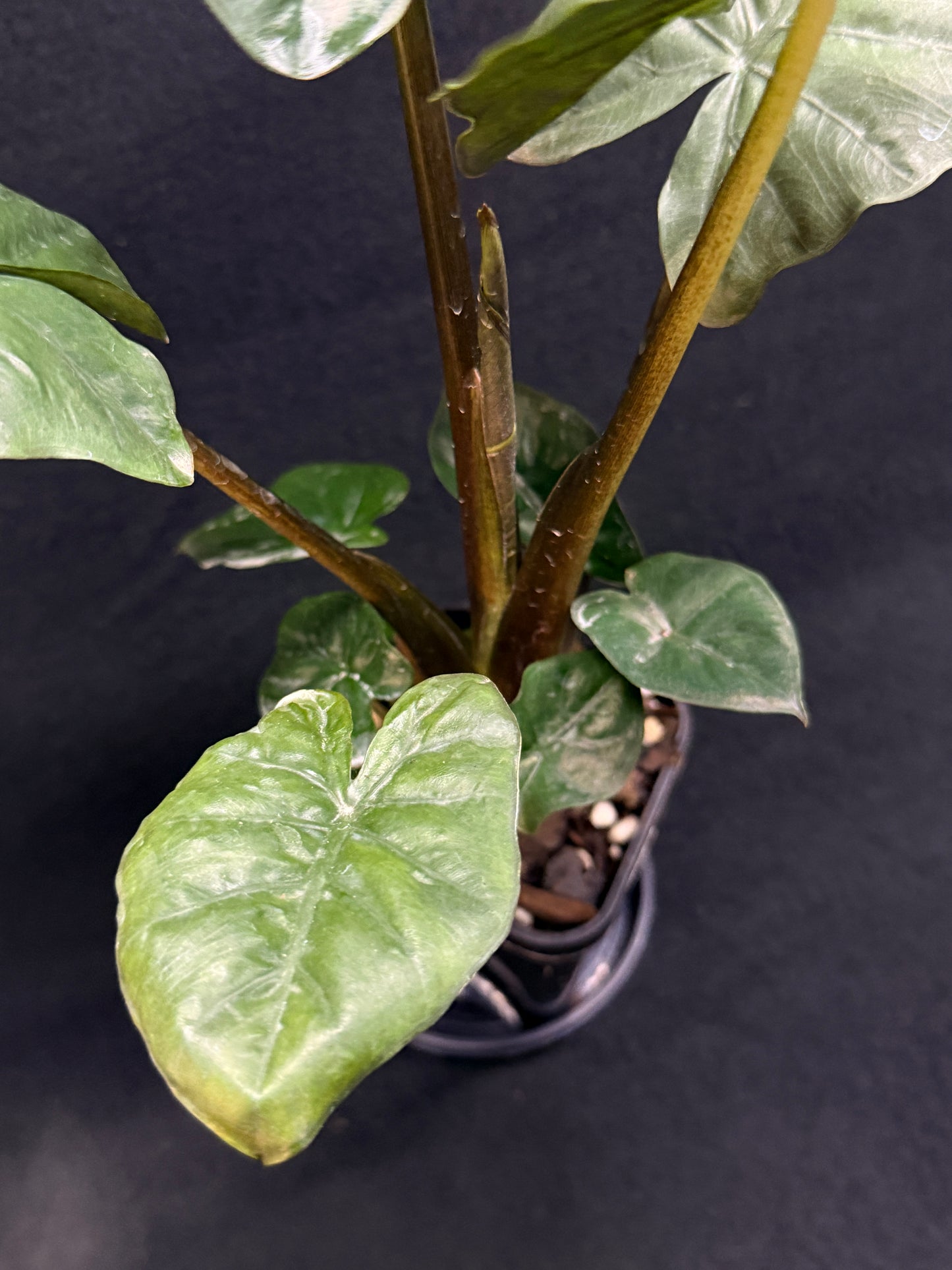 Alocasia Nigra H22