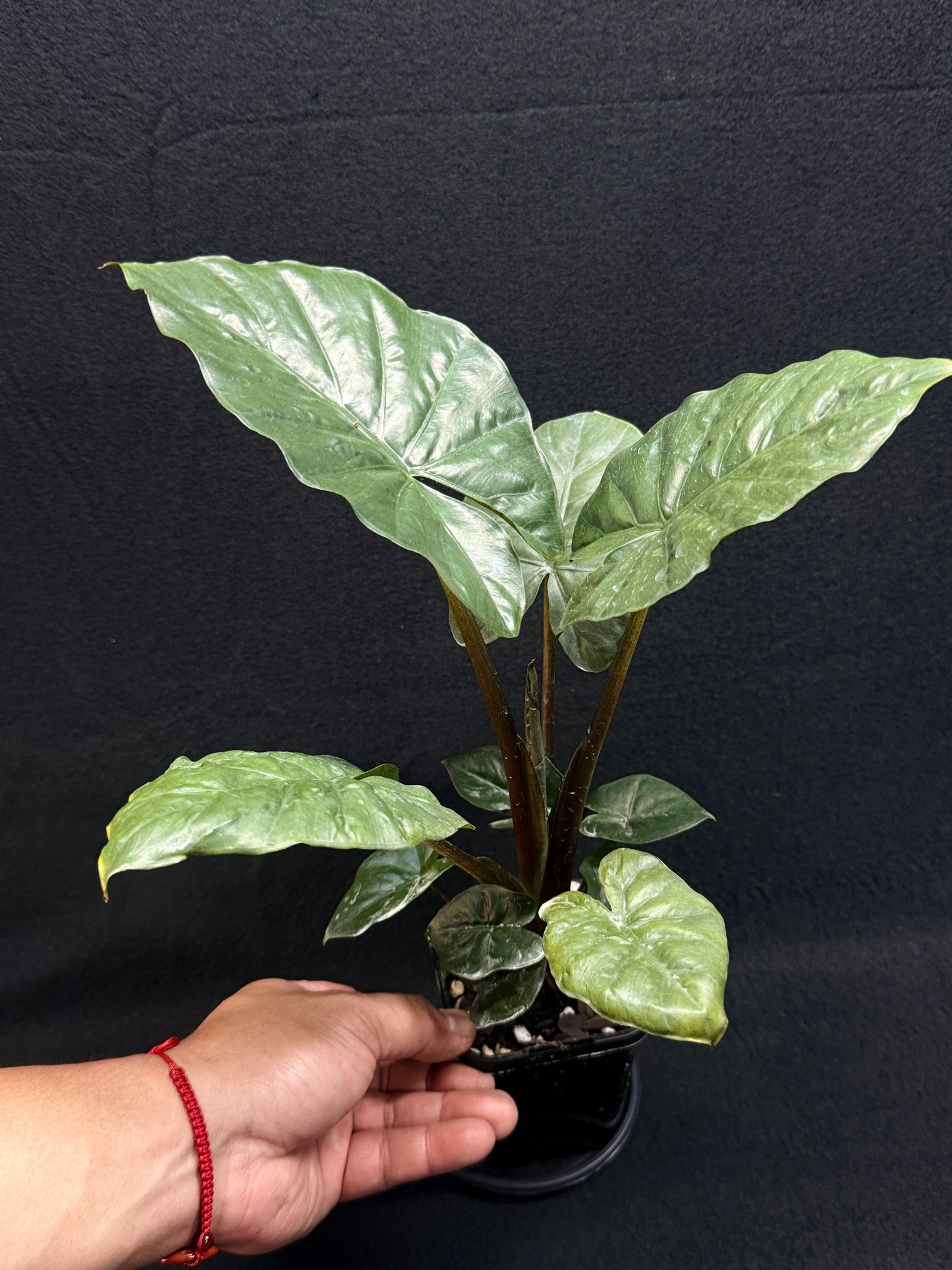 Alocasia Nigra H22