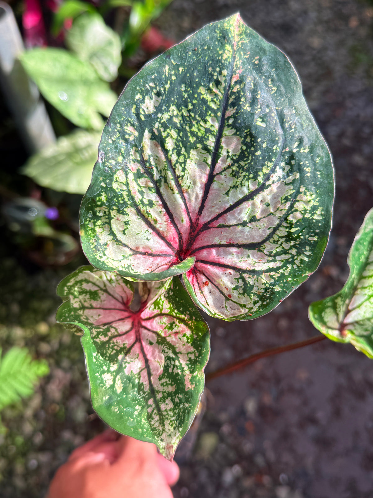 Caladium Hybrid T42