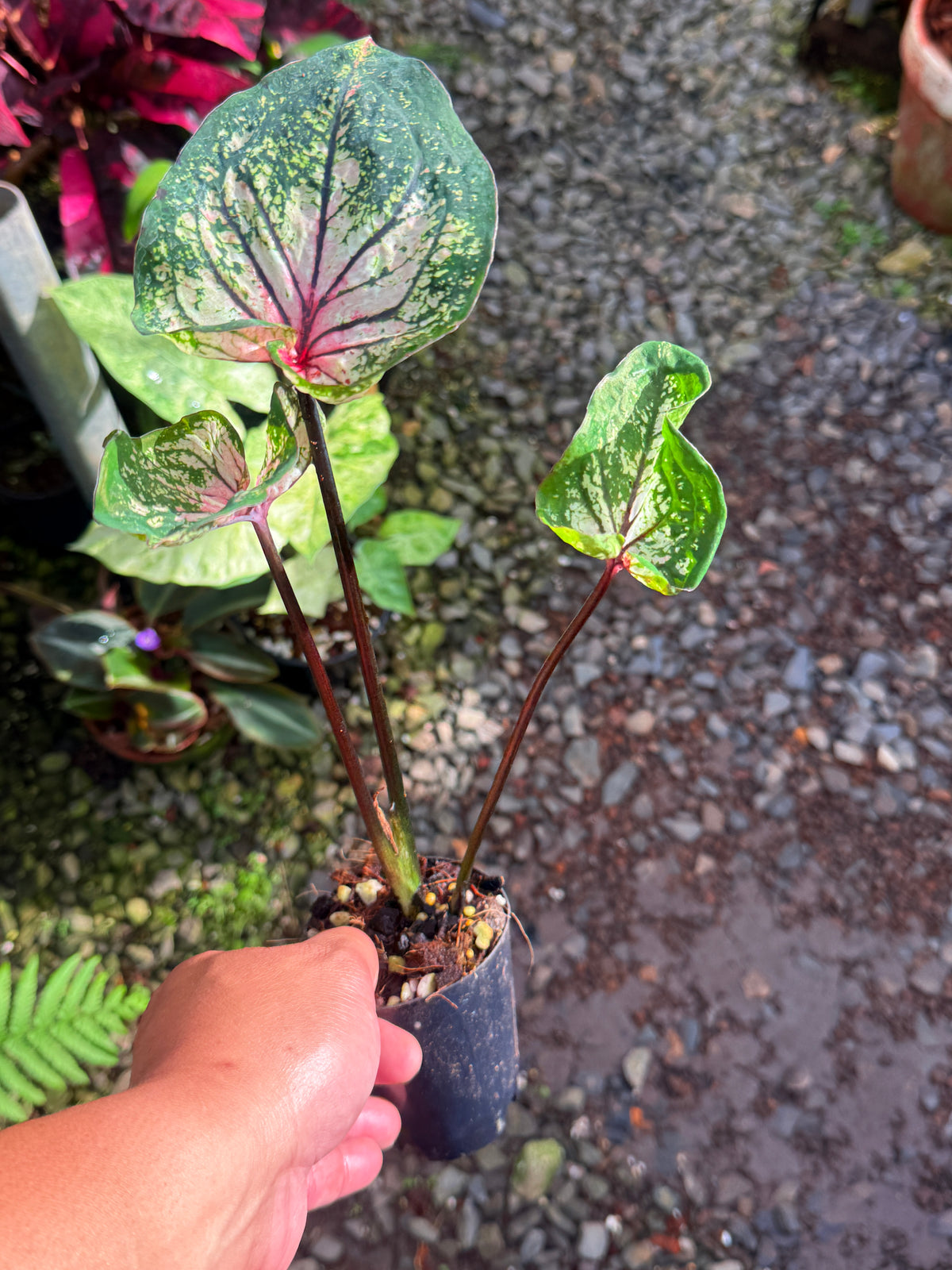 Caladium Hybrid T42
