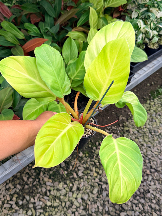 Philodendron 'Melinonii Gold' N13