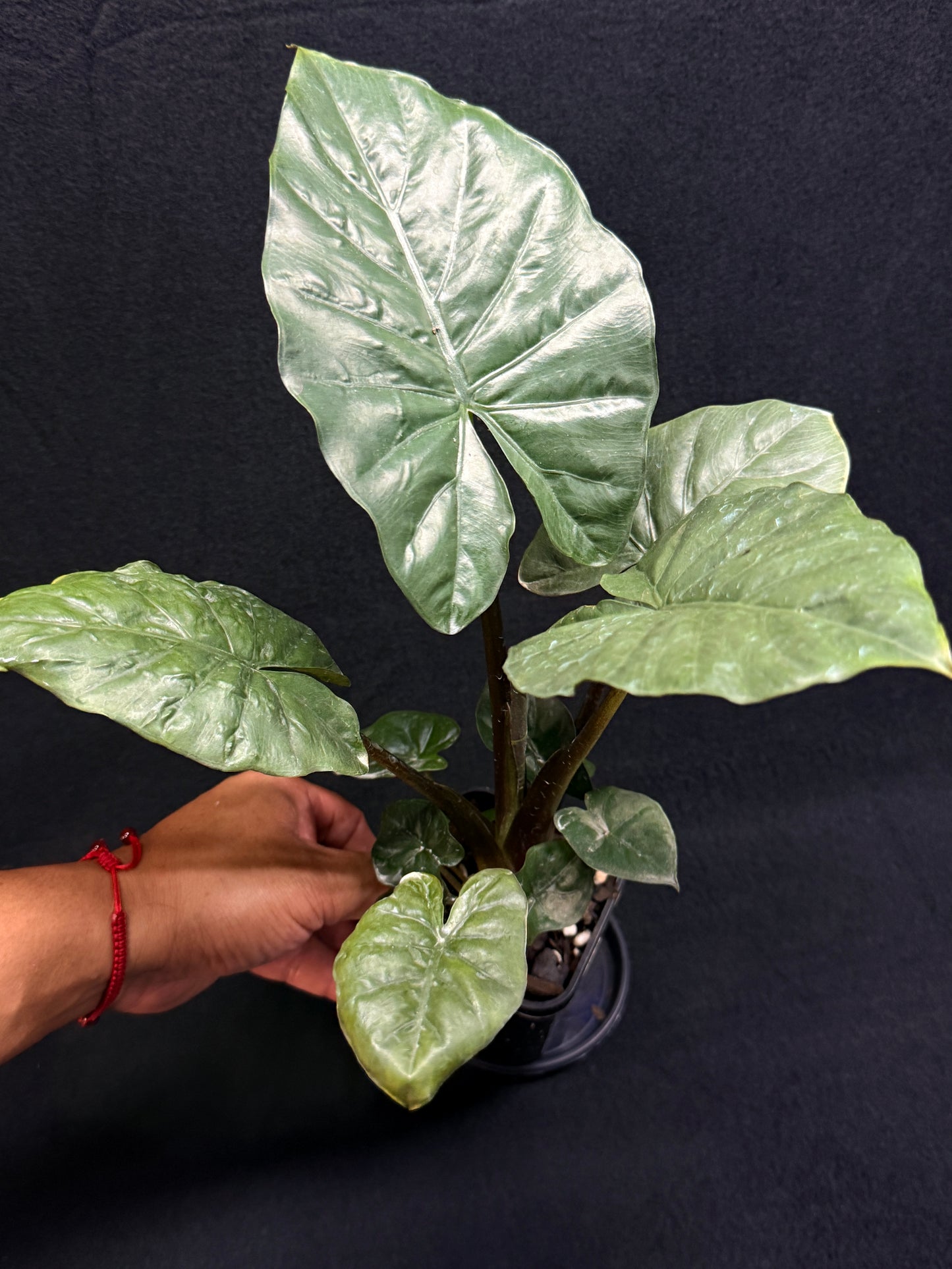Alocasia Nigra H22