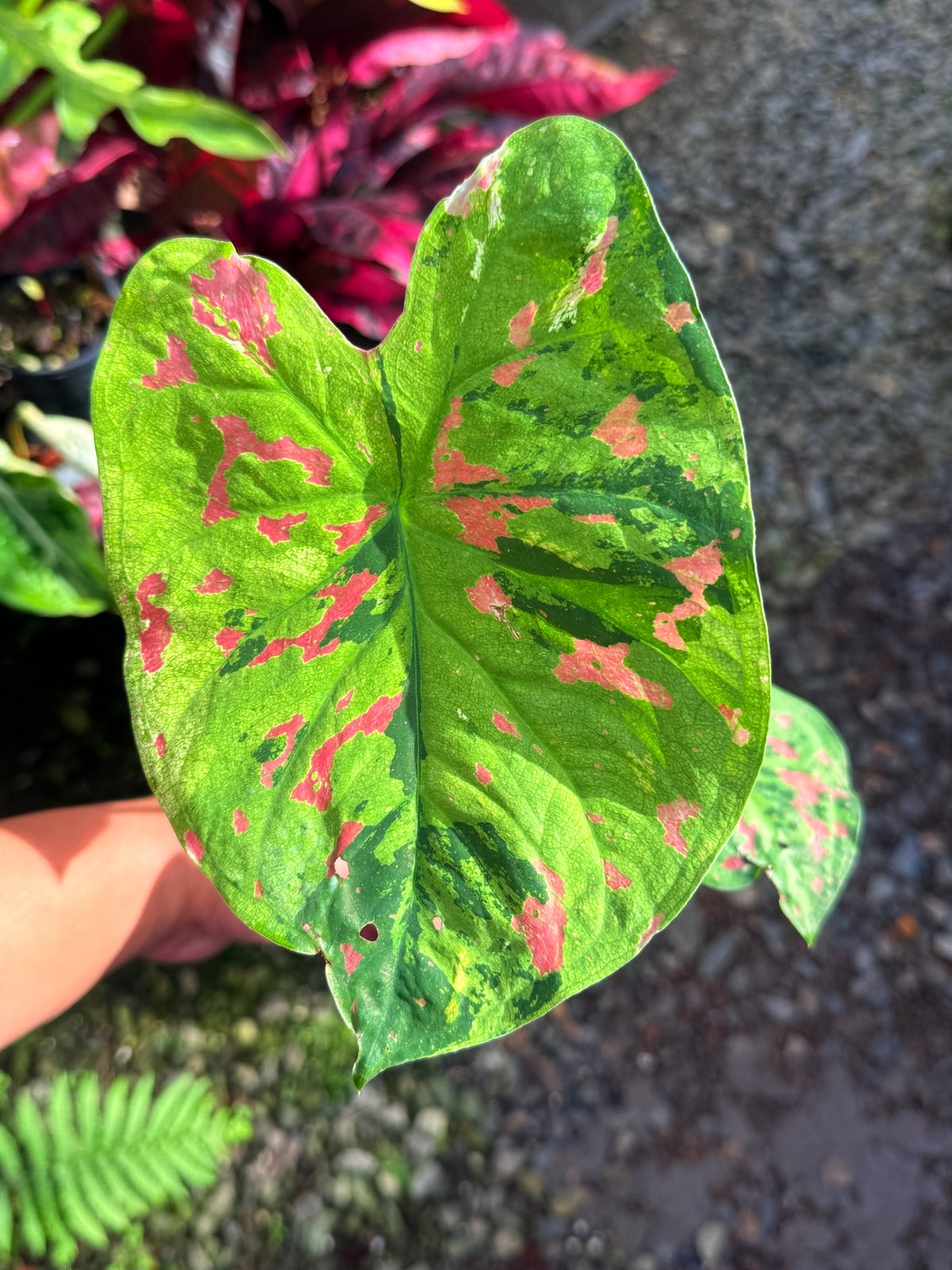 Caladium Hybrid T40
