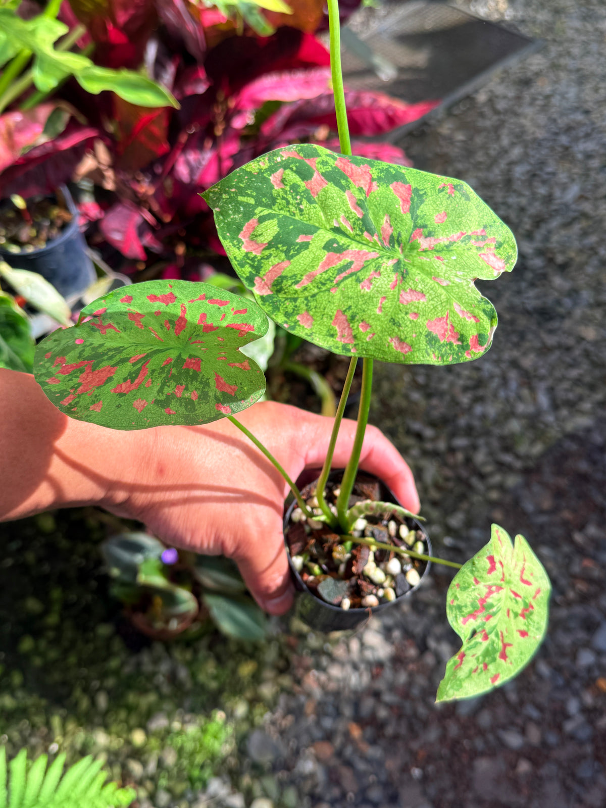 Caladium Hybrid T40