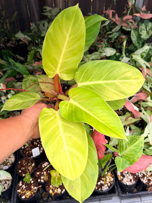 Philodendron 'Melinonii Gold' N14