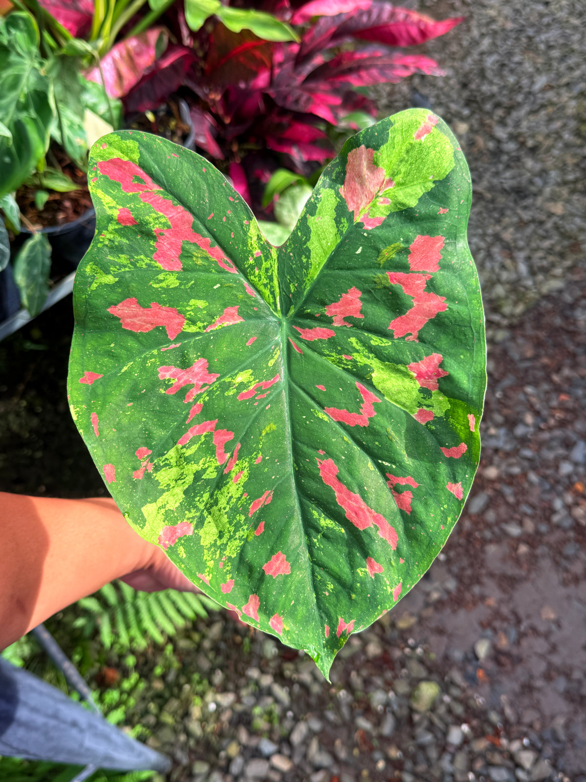 Caladium Hybrid T44