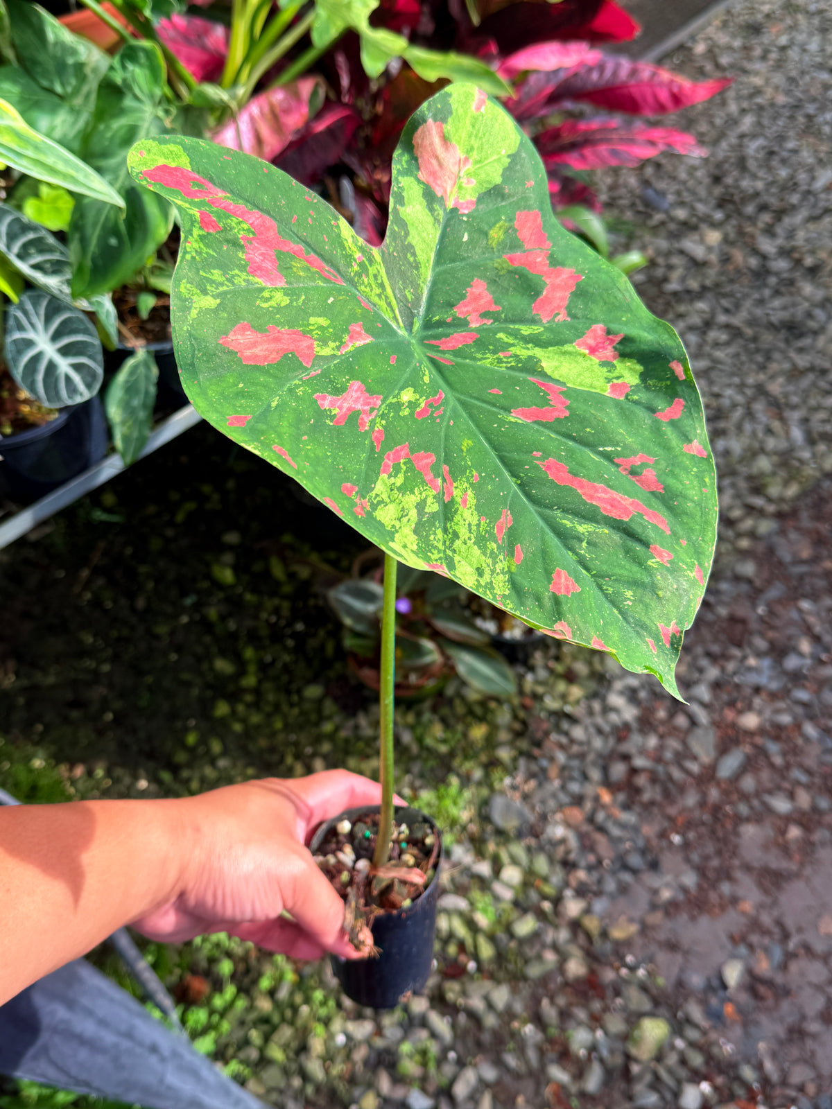 Caladium Hybrid T44
