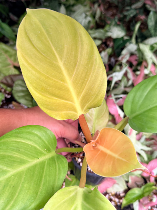 Philodendron 'Melinonii Gold' N12