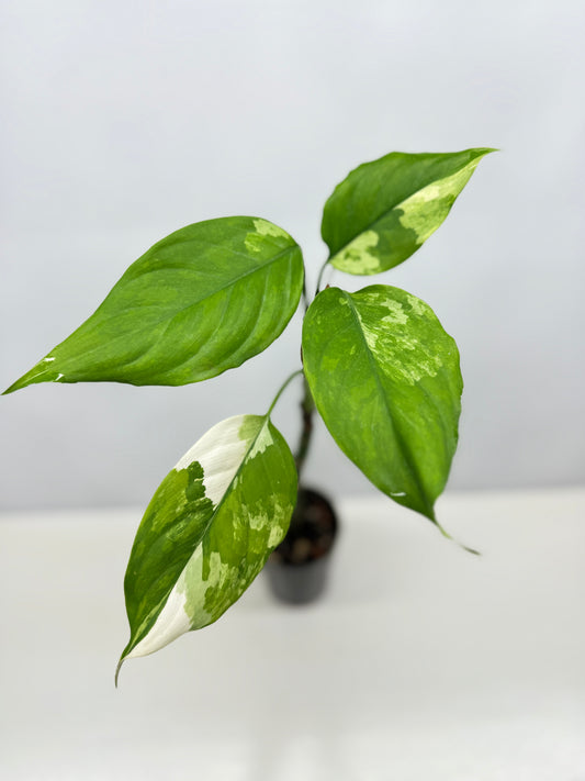 Aglaonema Modestum Variegatum - Rarely Offered B14