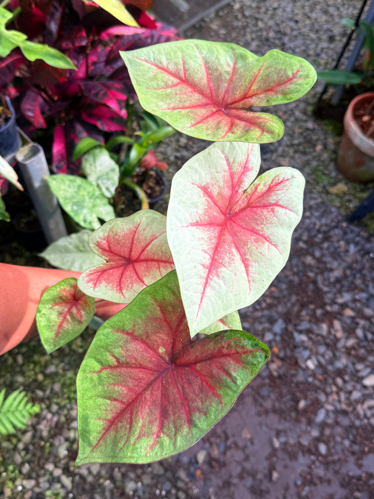 Caladium Hybrid J67