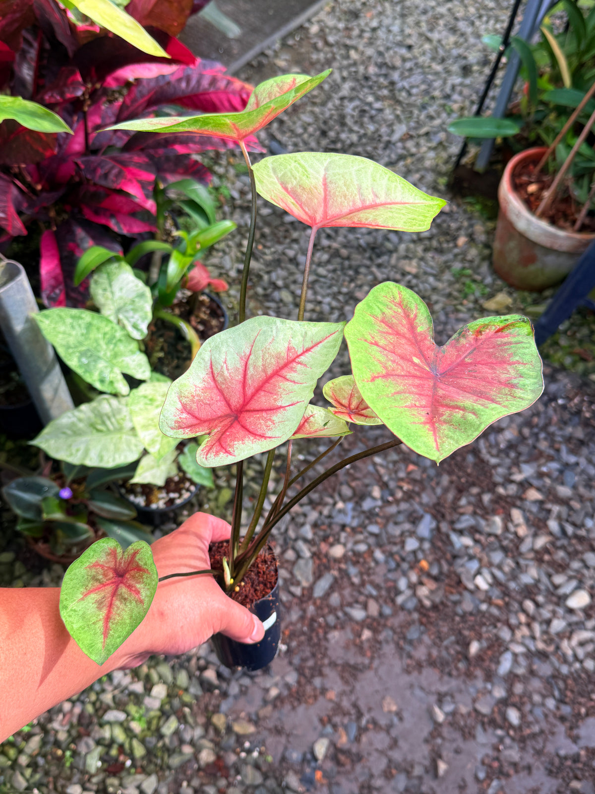 Caladium Hybrid J67