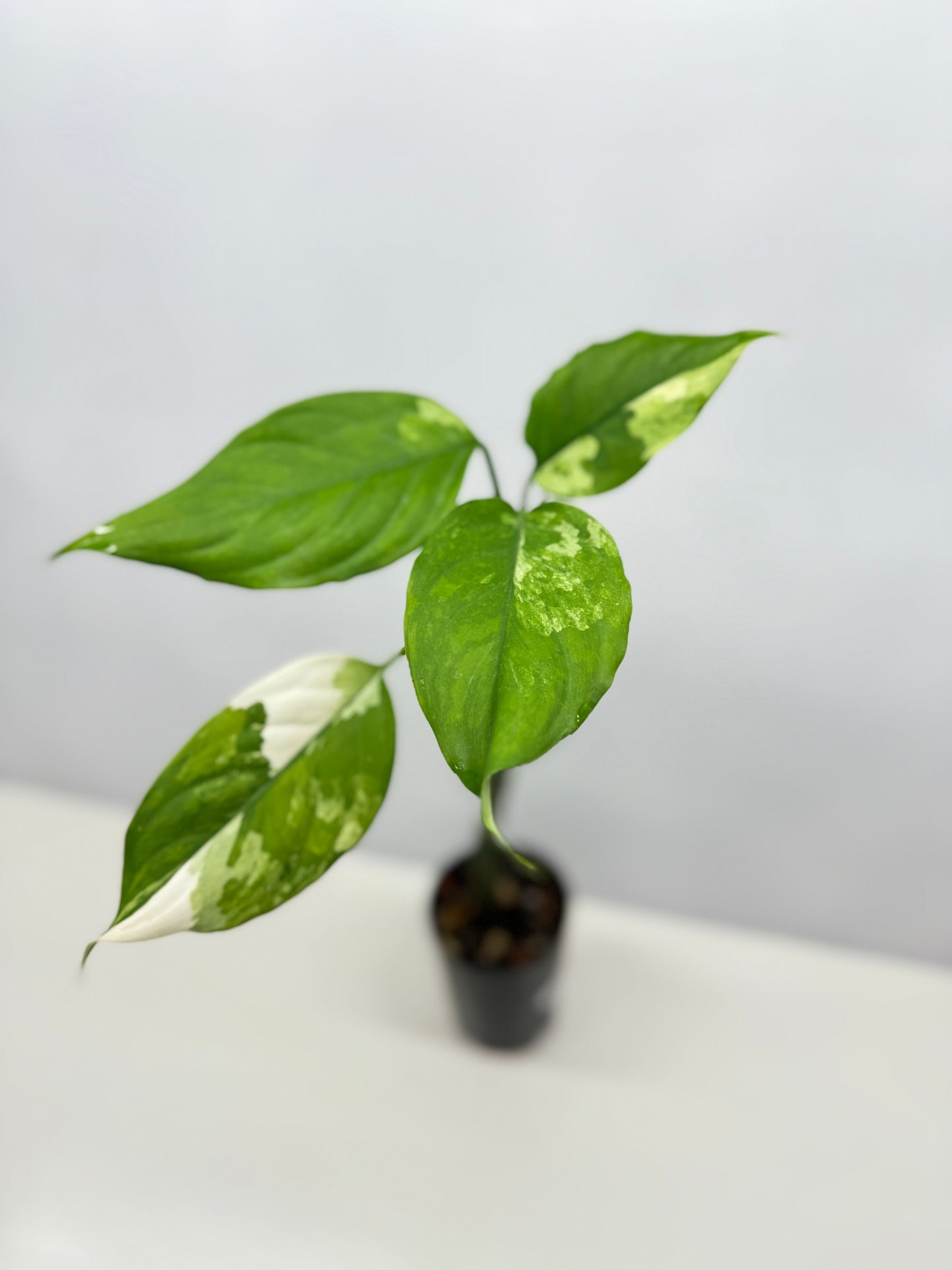 Aglaonema Modestum Variegatum - Rarely Offered B14