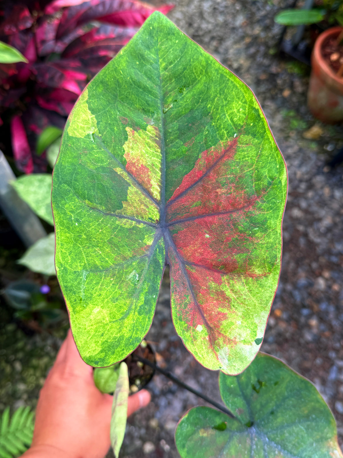 Caladium Hybrid T43