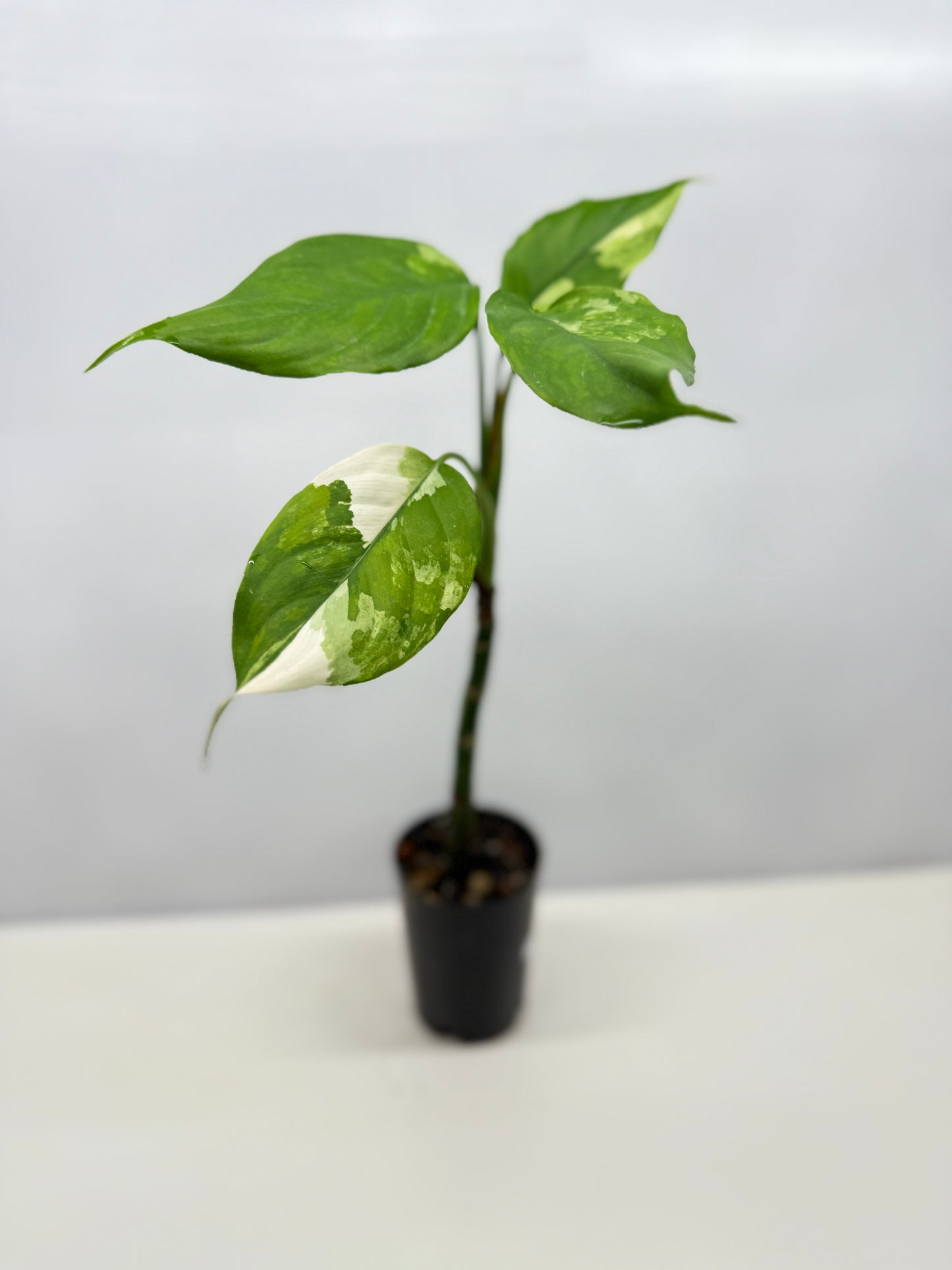 Aglaonema Modestum Variegatum - Rarely Offered B14