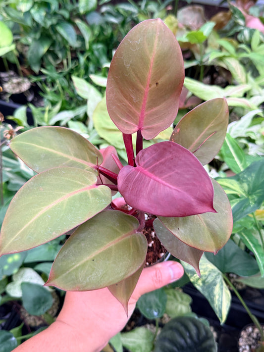 Philodendron 'Cherry Red' N15