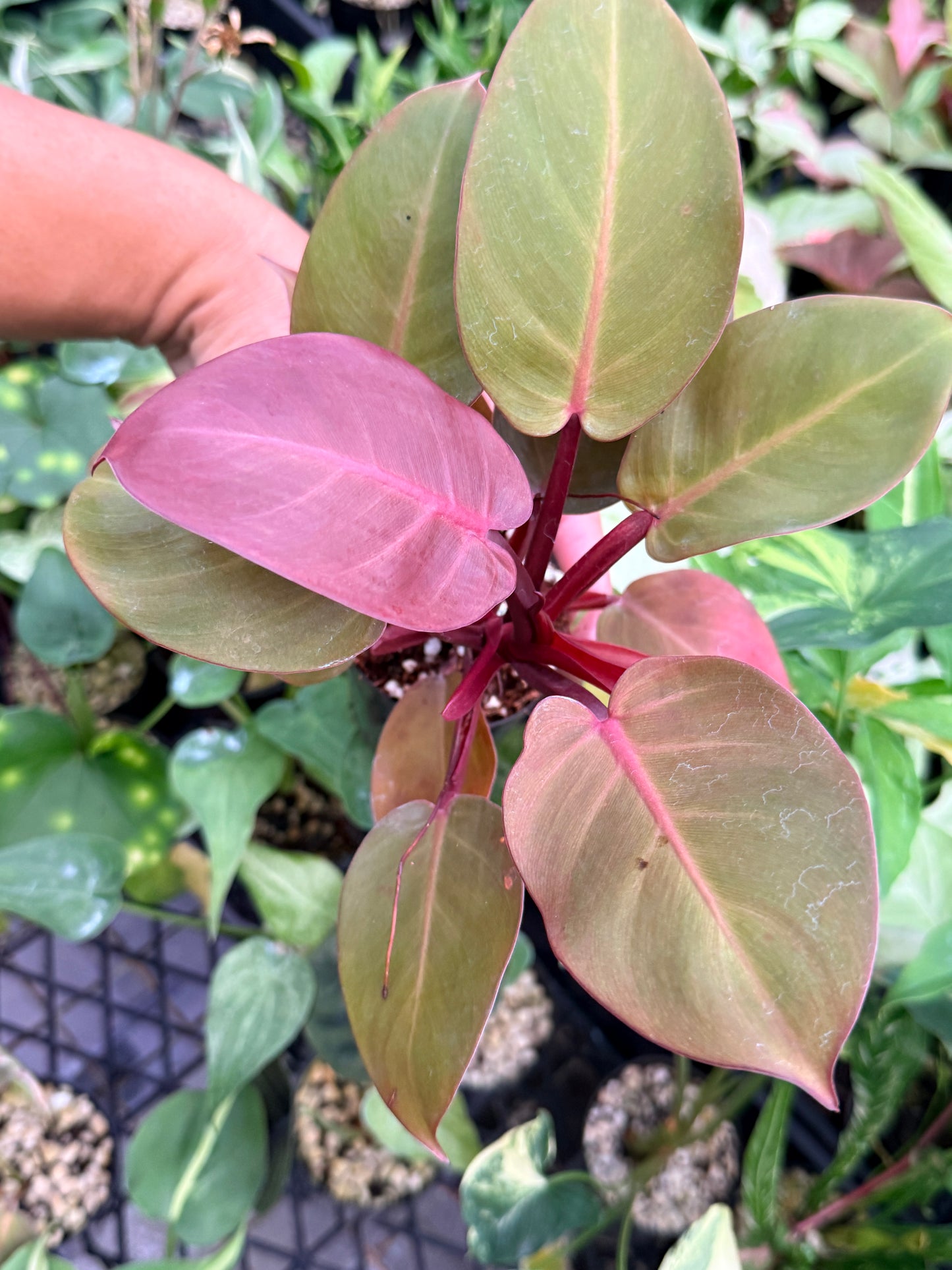 Philodendron 'Cherry Red' N15