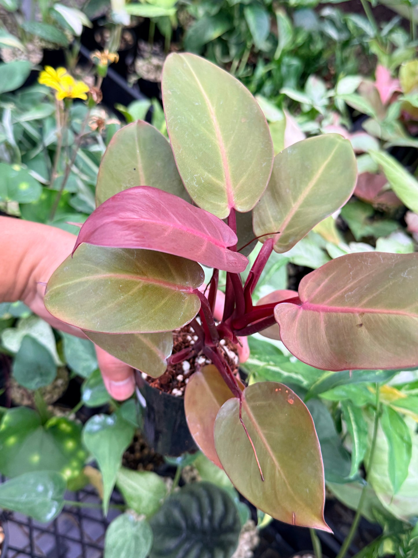 Philodendron 'Cherry Red' N15