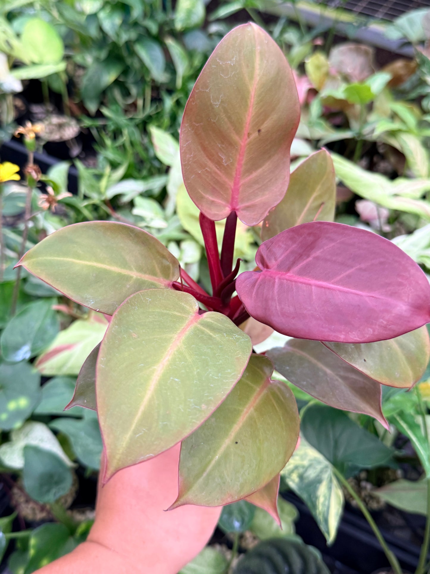 Philodendron 'Cherry Red' N15