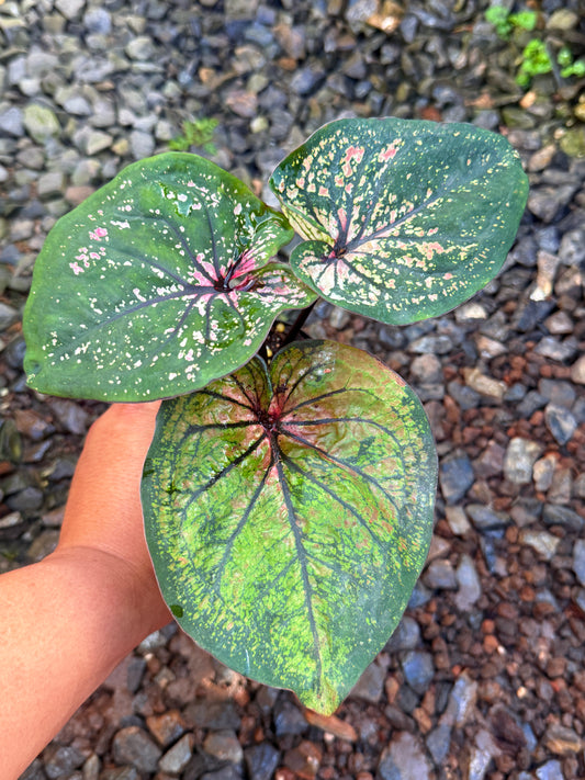 Caladium Hybrid T45