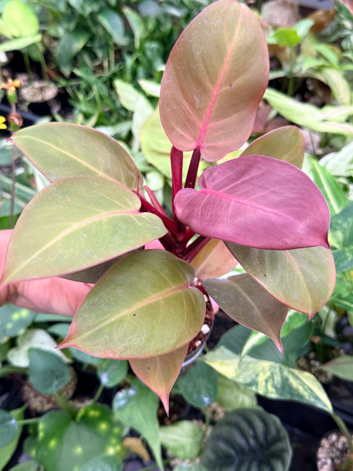 Philodendron 'Cherry Red' N15