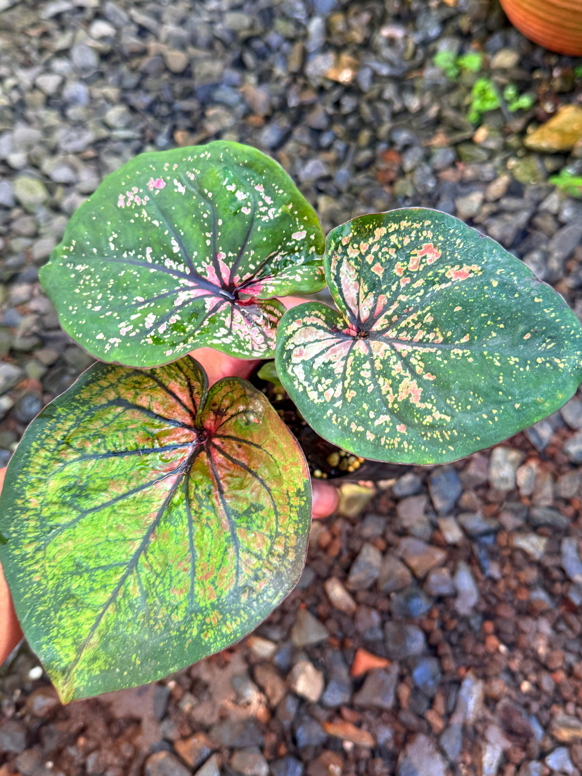Caladium Hybrid T45
