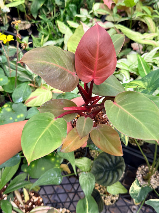 Philodendron 'Cherry Red' N16