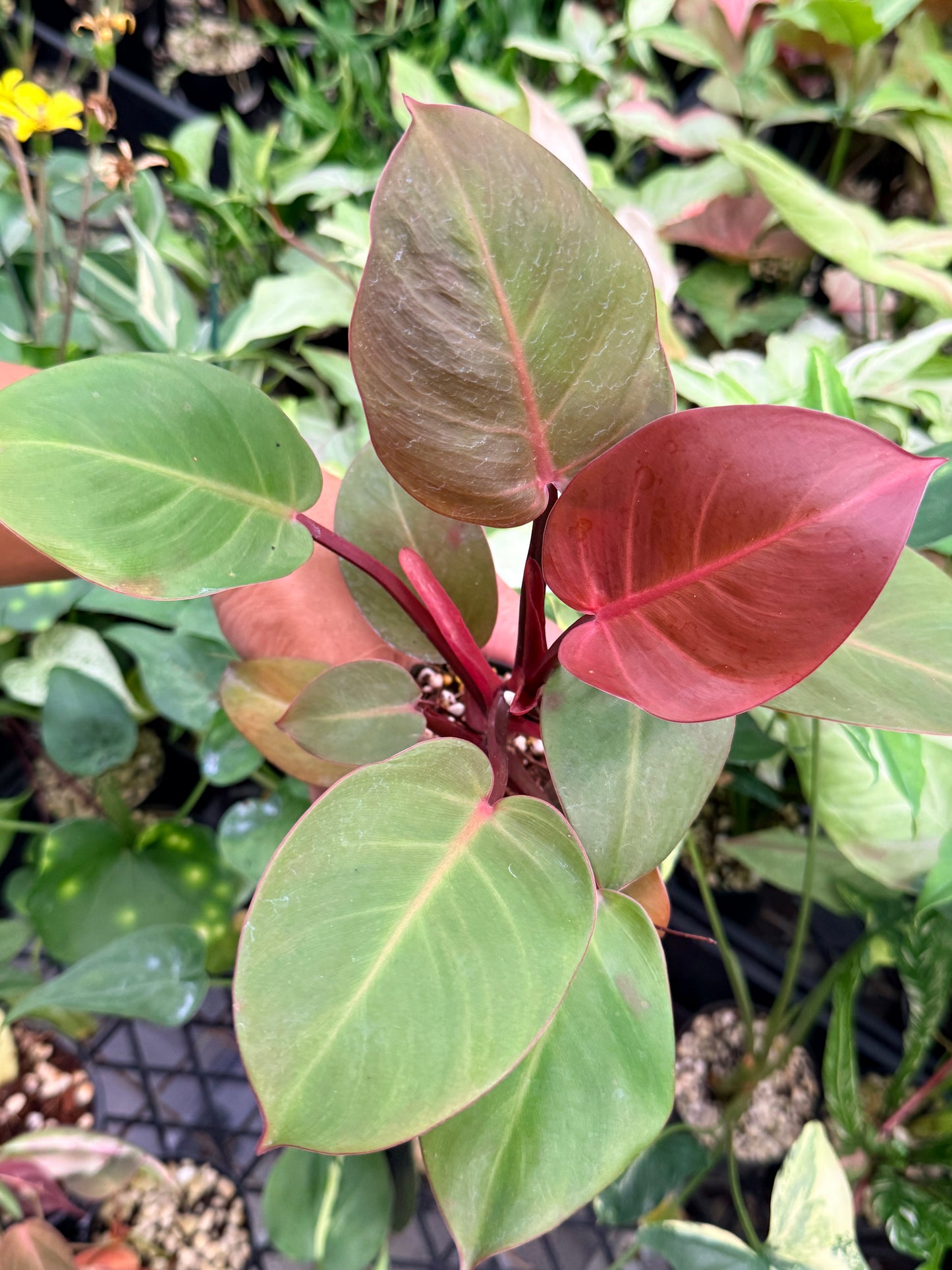 Philodendron 'Cherry Red' N16