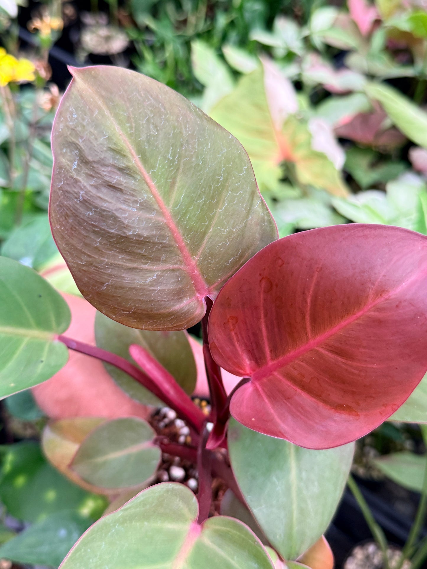 Philodendron 'Cherry Red' N16