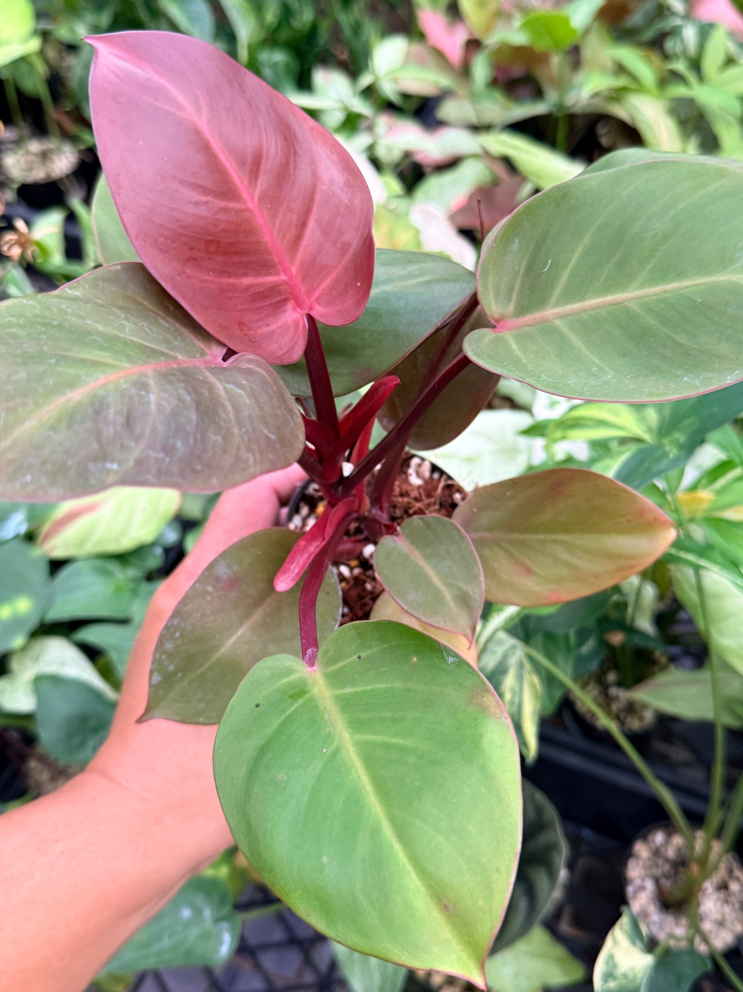 Philodendron 'Cherry Red' N16